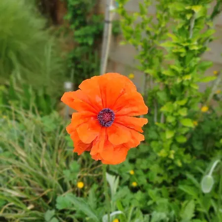 La Chouette Illuminée * Ménilles