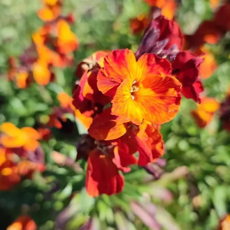 La Chouette Illuminée *