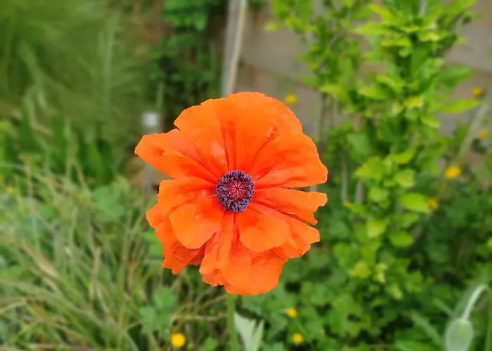 La Nouvelle P'tite Chouette Illuminee 2025 * Menilles