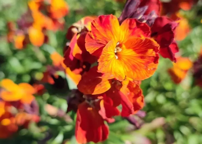 La Chouette Illuminée *